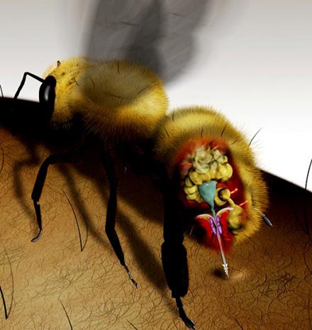 bol u pčelinjem otrovu zajednički